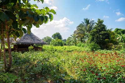 5 ideas innovadoras que ayudan a proteger los bosques tropicales