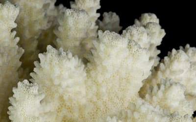 Beneficios del Coral Calcio en Cosmética Natural