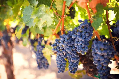 Semilllas de Uva