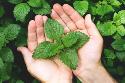 10 productos naturales para el cuidado de las manos