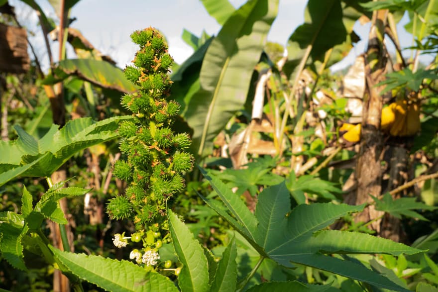 Aceite de Ricino