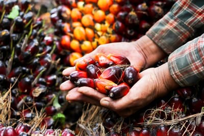 El uso de aceite de palma en la cosmética natural: un dilema ético más controvertido de lo que parece