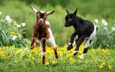 Animales de granja
