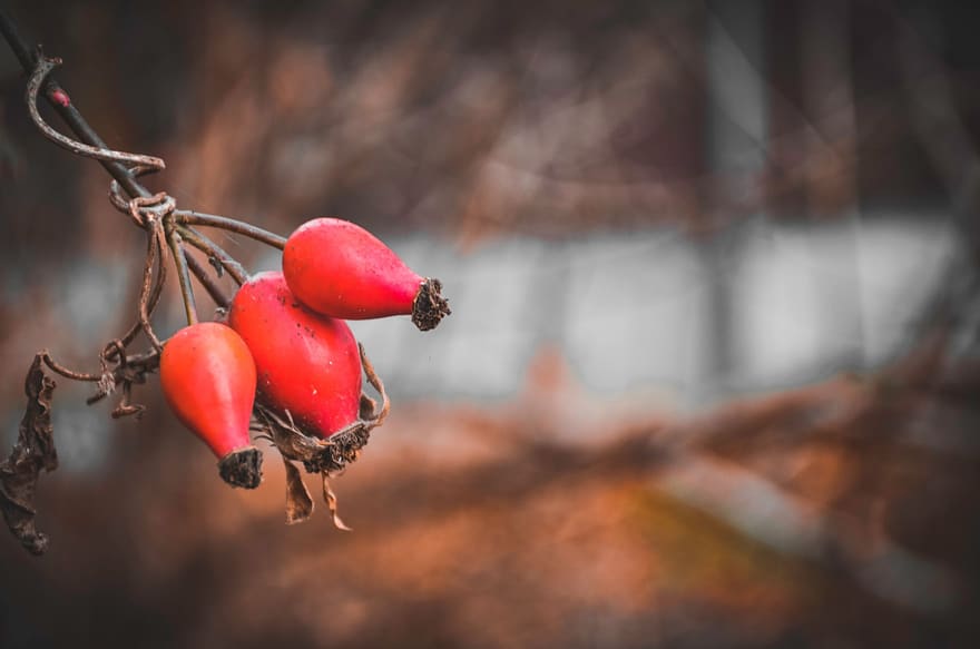 Frutos rojos de rosa mosqueta en una rama