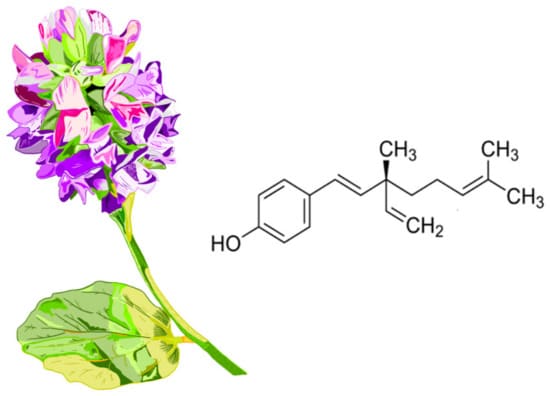 Flor de Psoralea corylifolia (babchi) junto a la estructura química del bakuchiol